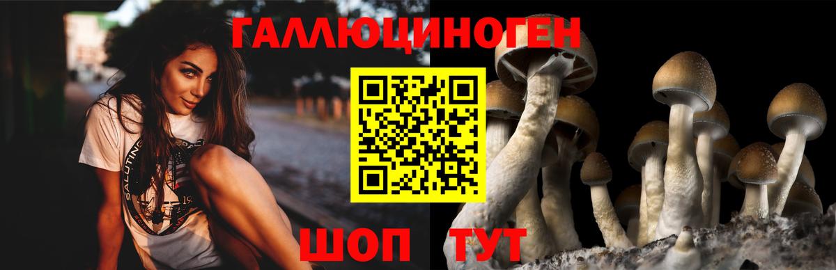 Галлюциногенные грибы Psilocybe Южноуральск